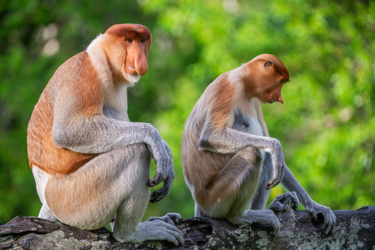 103_SexyBeasts_Underdogs_08 103_SexyBeasts_Underdogs_08